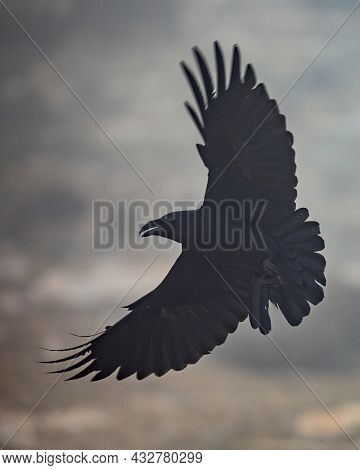 Common Raven (corvus Corax) Flying In The Mist In Spanish Pyrenees, Catalonia, Spain. April. They Fe