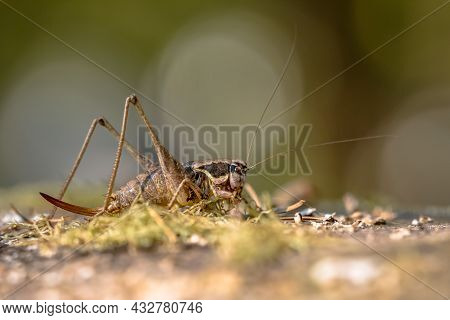 Southern Wartbiter (decticus Albifrons) Katydid Grasshopper On Blurred Background