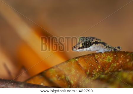 Vilde Gecko, Madagaskar