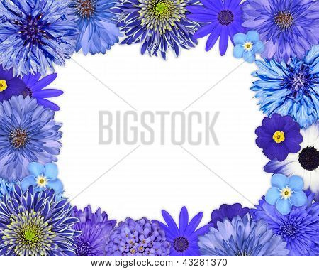 Cornice di fiori blu, viola fiori su bianco