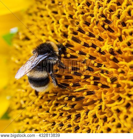 Black And Yellow Striped Bee, Honey Bee, Pollinating Sunflowers Close Up Low Level View Of Single Su