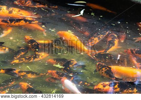 Koi Fish Swimming In Water Garden, Fancy Carp Fish, Koi Fishes, Koi Fish In The Pond
