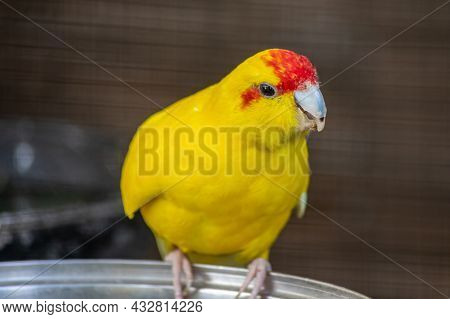 Red-fronted Kakariki Parakeet Baby, Yellow Colored, Goldcheck, Cyanoramphus Novaezelandiae