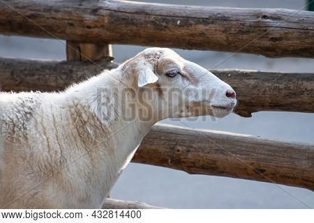 Close Up Headshot Of Sheep Head In The Farm