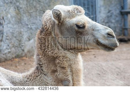 A Camel In The Siberian Zoo. Camel's Head Close-up. Long Camel Hair. Camels Are Large Animals Adapte