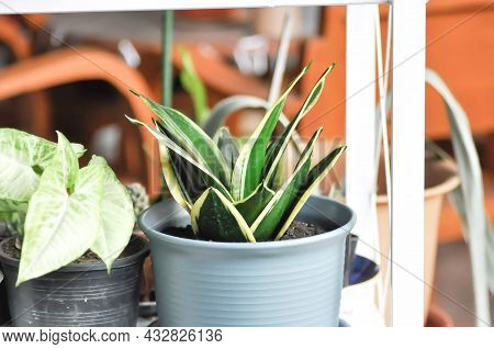 Sansevieria Trifasciata Prain, Snake Plant Or Mother In Laws Tongue And Arrowhead Vine Plant