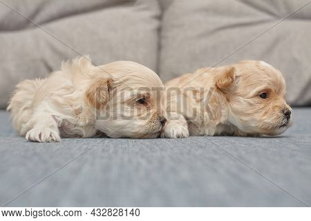 Two Very Small Maltipu Puppies Are Lying Next To Each Other.