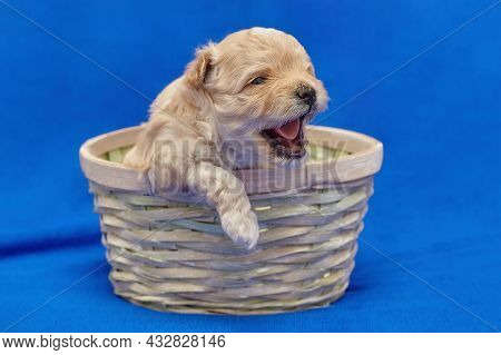 Small Puppy Maltipu Is Sitting In A Wicker Basket. Photo Shoot On A Blue Background.