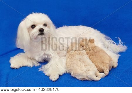 Small Maltipu Puppies Suck Milk From Their Mother.