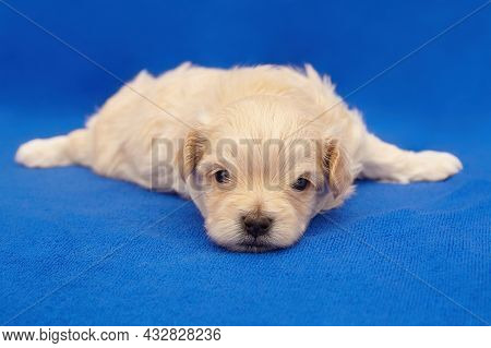 Very Small Puppy Maltipu. Photo Shoot On A Blue Background.