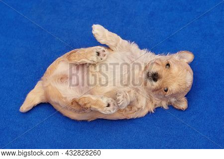 Very Small Maltipu Puppy Is Lying On Its Back. Photo Shoot On A Blue Background.