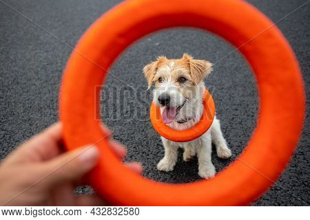 Portrait Of A Wire-haired Jack Russell Terrier With A Toy Around His Neck Through A Rubber Orange Ri