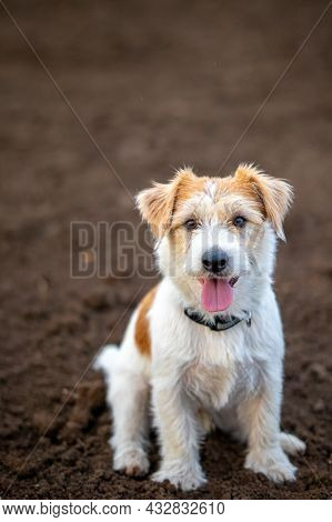Portrait Of Wire-haired Jack Russell Terrier On The Background Of The Ground