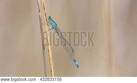 Ischnura Elegans. Damselfly Male, Sitting Motionless On Dry Grass. Waiting For Prey. Blurred Light B