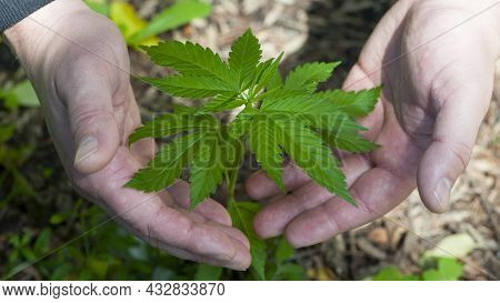 Cannabis. Bush Marijuana On Blurred Background. Bush Cannabis On The Palm. Male Hands Are Holding A 