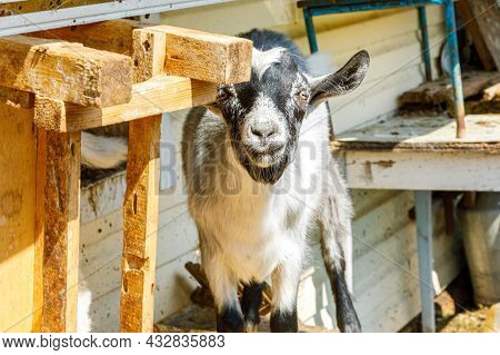 Cute Free Range Goatling On Organic Natural Eco Animal Farm Freely Grazing In Yard On Ranch Backgrou