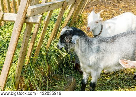 Modern Animal Livestock. Cute Goat Relaxing In Yard On Farm In Summer Day. Domestic Goats Grazing In