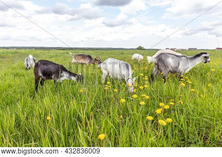 Cute Free Range Goatling On Organic Natural Eco Animal Farm Freely Grazing In Meadow Background. Dom