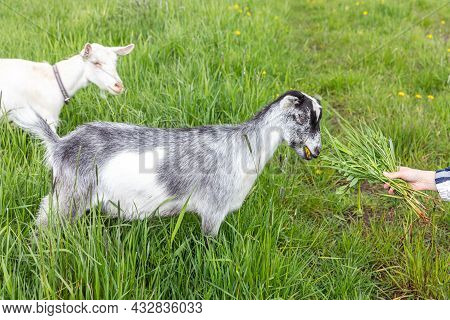 Cute Free Range Goatling On Organic Natural Eco Animal Farm Freely Grazing In Meadow Background. Dom