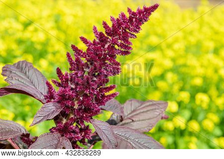 Close Up Of A Prince Of Wales Feather (amaranthus Hypochondriacus) Flower With A Yellow Background