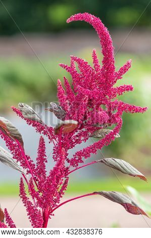 Prince Of Wales Feather (amaranthus Hypochondriacus) Plant