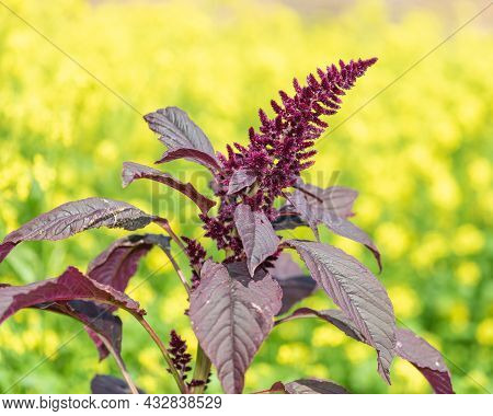 Close Up Of A Prince Of Wales Feather (amaranthus Hypochondriacus) Flower With A Yellow Background