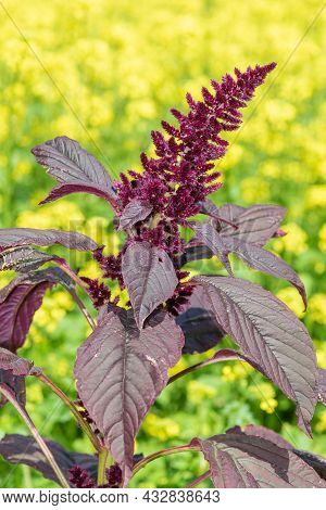 Close Up Of A Prince Of Wales Feather (amaranthus Hypochondriacus) Flower With A Yellow Background