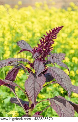 Prince Of Wales Feather (amaranthus Hypochondriacus) Plant