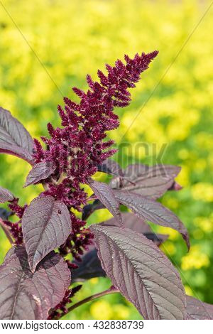 Prince Of Wales Feather (amaranthus Hypochondriacus) Plant