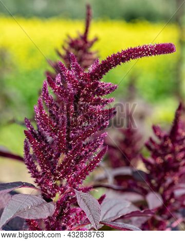 Prince Of Wales Feather (amaranthus Hypochondriacus) Plant