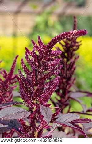 Prince Of Wales Feather (amaranthus Hypochondriacus) Plant
