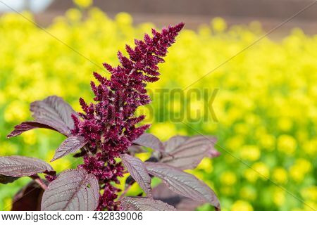 Prince Of Wales Feather (amaranthus Hypochondriacus) Plant