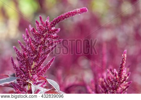 Close Up Of A Prince Of Wales Feather (amaranthus Hypochondriacus) Flower In Bloom
