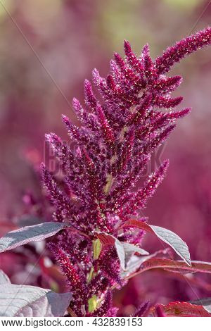 Prince Of Wales Feather (amaranthus Hypochondriacus) Plant