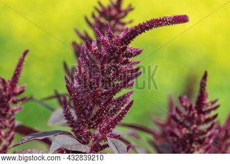 Close Up Of A Prince Of Wales Feather (amaranthus Hypochondriacus) Flower With A Yellow Background
