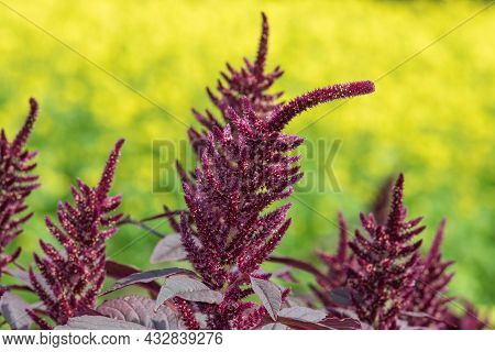 Prince Of Wales Feather (amaranthus Hypochondriacus) Plant