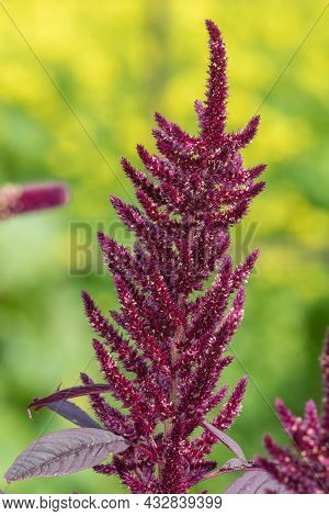 Prince Of Wales Feather (amaranthus Hypochondriacus) Plant