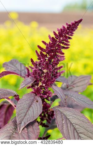 Prince Of Wales Feather (amaranthus Hypochondriacus) Plant