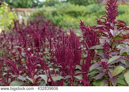 Prince Of Wales Feather (amaranthus Hypochondriacus) Plant