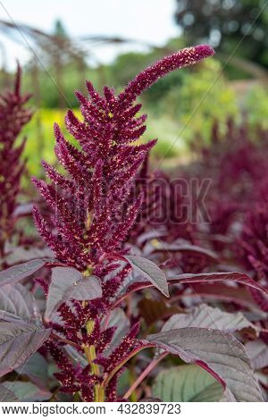 Prince Of Wales Feather (amaranthus Hypochondriacus) Plant
