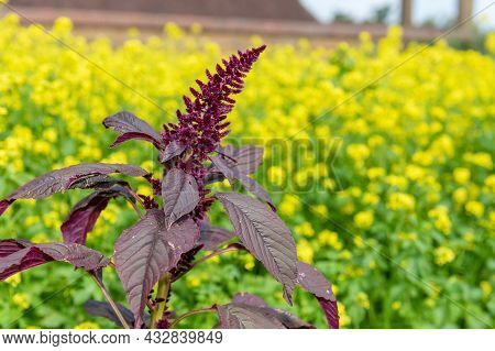 Prince Of Wales Feather (amaranthus Hypochondriacus) Plant
