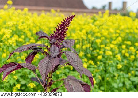 Prince Of Wales Feather (amaranthus Hypochondriacus) Plant
