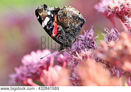 Vanessa Atalanta, The Red Admiral Or Previously, The Red Admirable, Day Butterfly From The Family Of