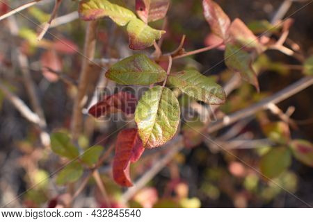 Small Poison Oak Leaf In Northern California For Plant Identification