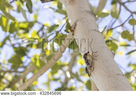 Mating Season For The Cicadas In Prescott Arizona Is On An Aspen Tree Chirping