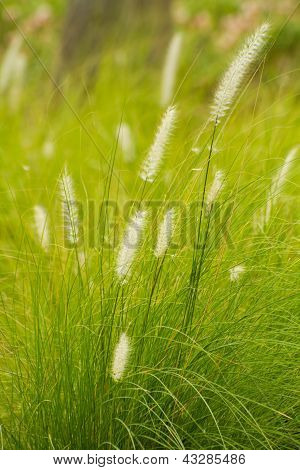 Fountain Grass