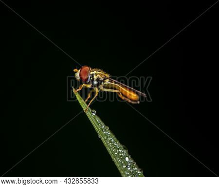 A Macro Shot Of A Hover Fly Sitting On A Dewdrop Covered Blade Of Grass Against A Dark Green Backgro