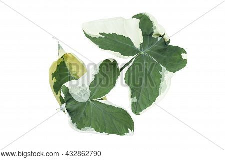 Top View Of Green And White Leaves Of Xanthosoma Sagittifolium (l.) Schott Or Alocasia  Mouse 