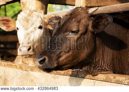 Wagyu - Japanese Shorthorn Portrait Of A Wagyu Cow With Sad Tears, A Wagyu Cattle Originating From J