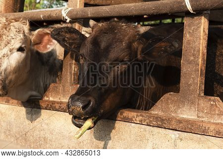 Wagyu - Japanese Shorthorn Portrait Of A Wagyu Cow With Sad Tears, A Wagyu Cattle Originating From J